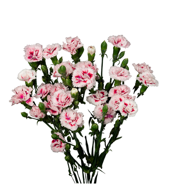 Dianthus Fiorino Tatoo