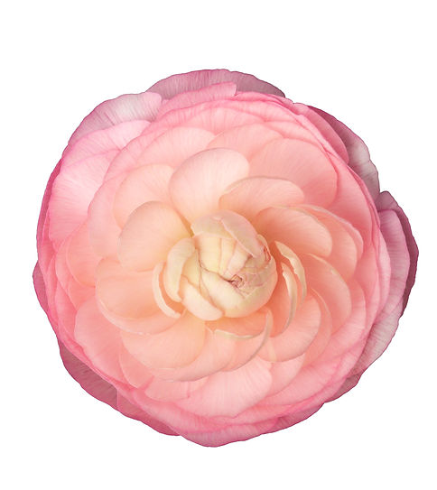 Venere