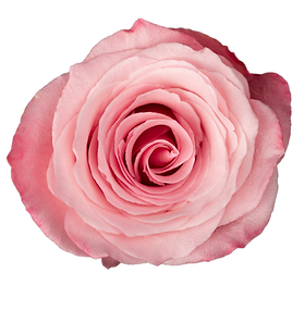 Millenial Pink 