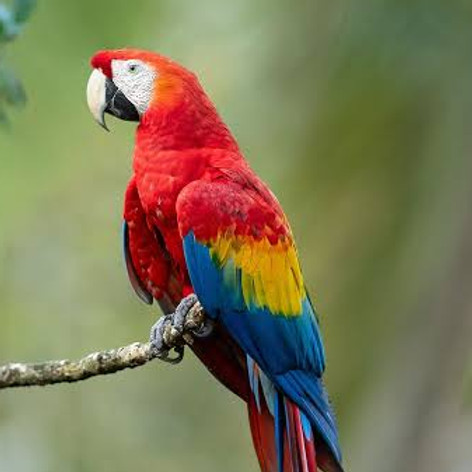 Macaw.jpg