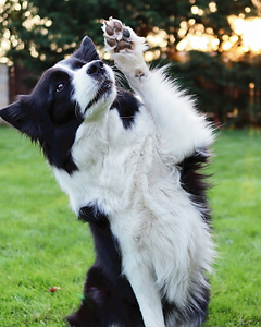Dog Tricks at Gentle Touch Pet Training