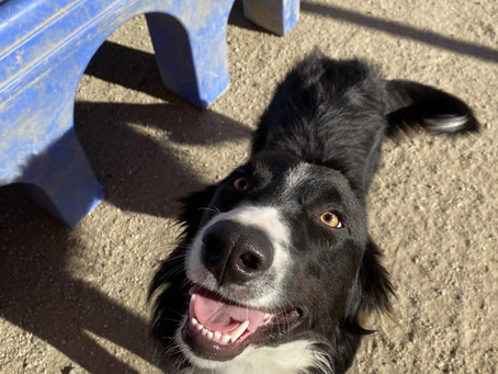 Top Dog Breeds for Families