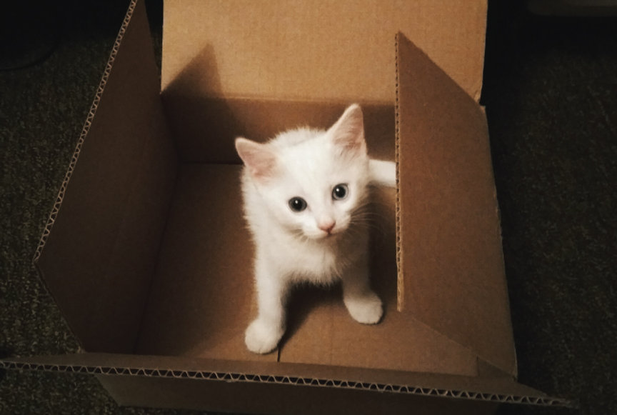 4 Reasons Why Cats Like Boxes
