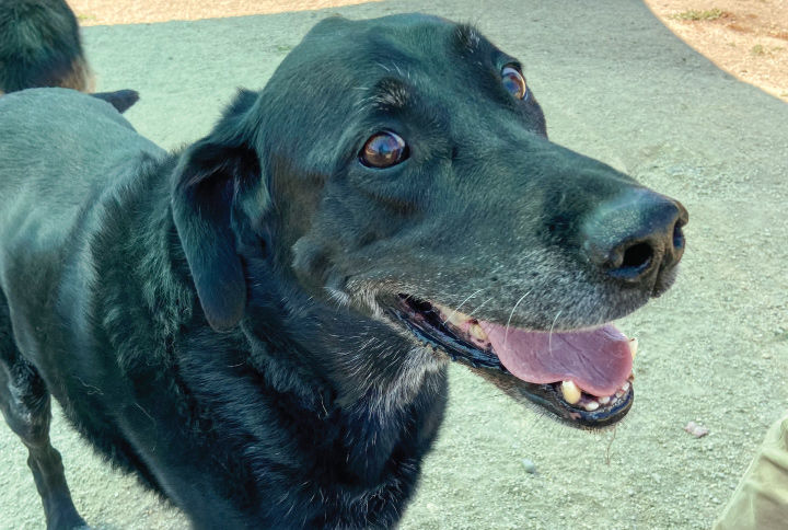 Why Do Dogs Get Grey Hair
