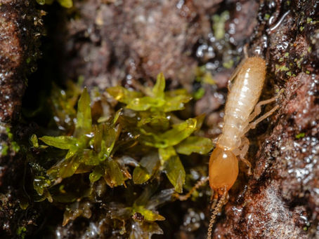 Termite Treatment in Overland Park