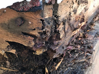 Termite Treatment in Overland Park