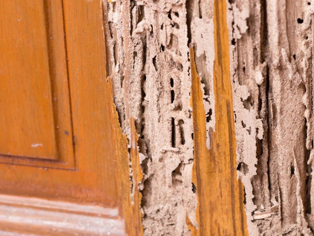 Termite Treatment in Overland Park