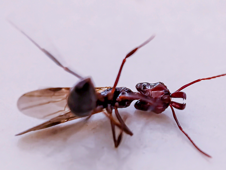 Pest Control Company in Overland Park