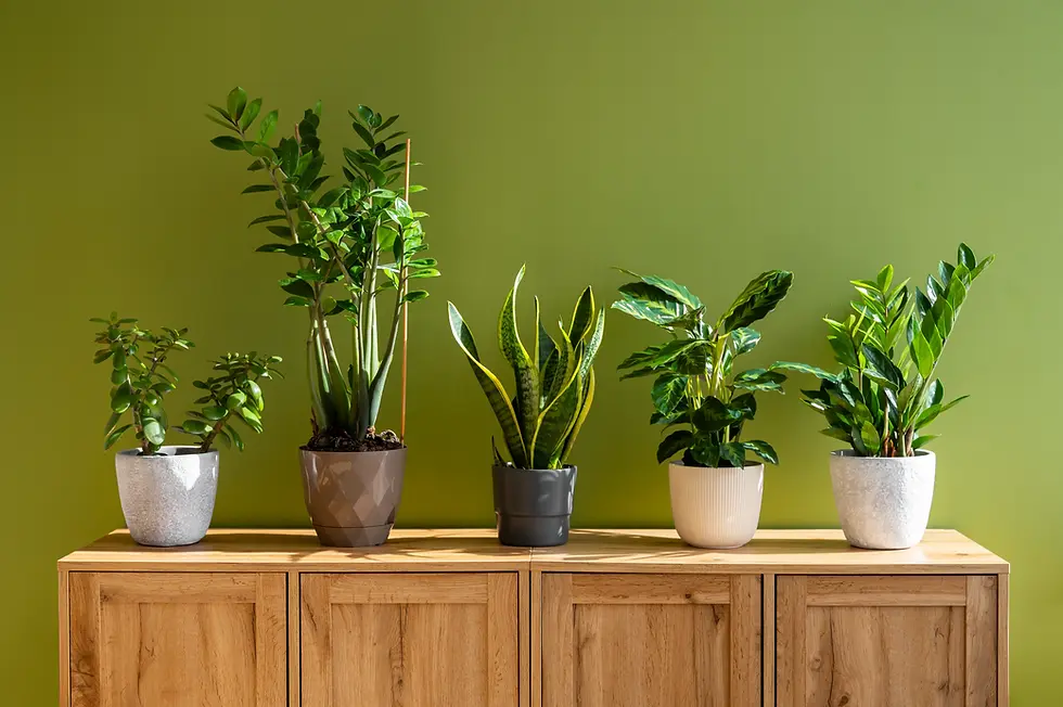 Lush Indoor Plants (Bring Nature Inside)