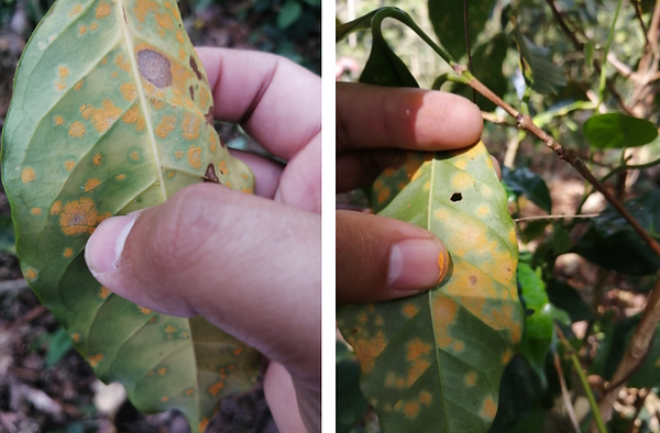 Coffee tree plant protection