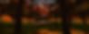 Woodland Haven on 02-06-25 at 11.13.png
