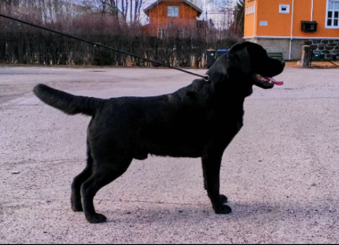 175981385_787428725246903_53523666620589