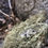 Thumbnail: The Alligator Stud Pin