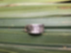 Thumbnail: The Cypress Ring