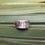 Thumbnail: The Cypress Ring