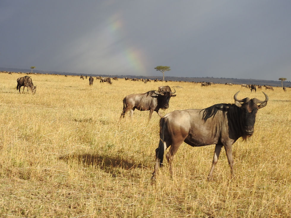 Thumbnail: The Migration Bolo