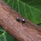 Thumbnail: The Gator Talon Pendant // Necklace, Keychain, Pin