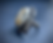 Thumbnail: The Migration Ring