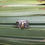 Thumbnail: The Cypress Ring
