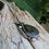 Thumbnail: The Swamp Queen Necklace