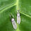Thumbnail: The Magnolia Earrings (OOAK)