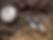 Thumbnail: The Moon Shadow Drop Studs