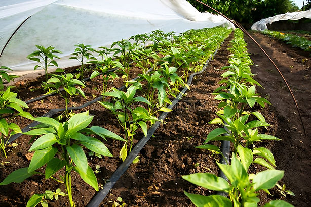 Drip Irrigation.jpg