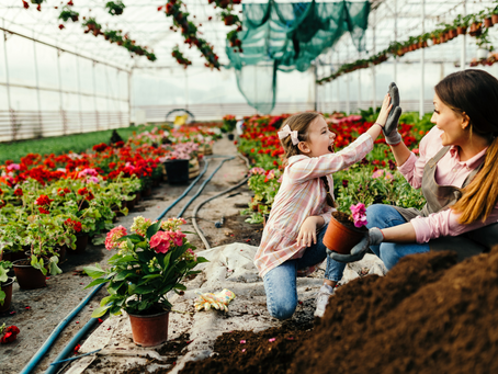 Green house nursery