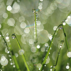 Jewelled Grass