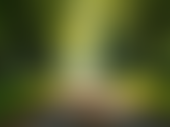 The Power of Mindfulness in Everyday Life