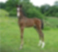 Sports Pony Machno stud foal