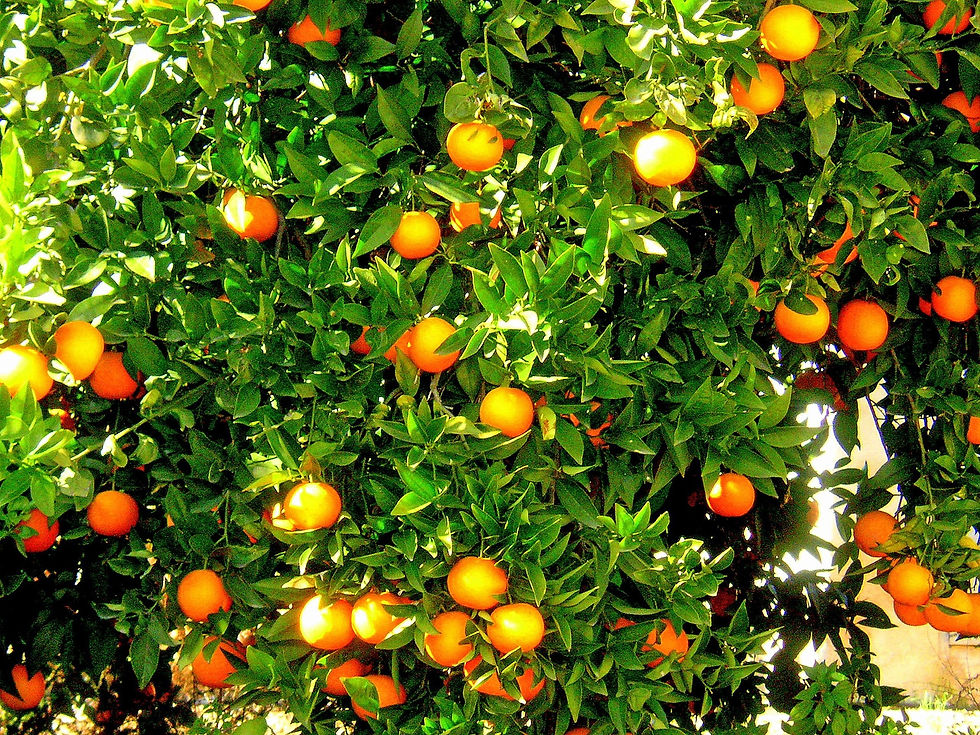 oranges-232646_1920.jpg