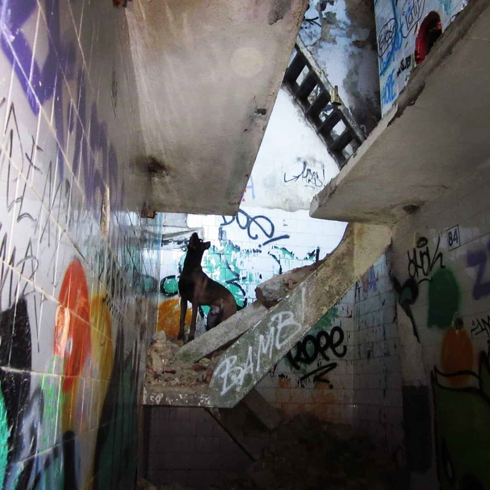 83079747_116852793169806_490534984603611