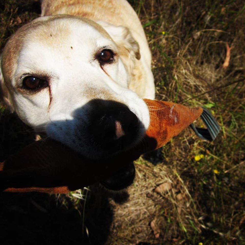 101801937_165034738351611_19052013731467