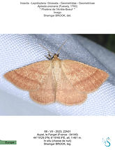 Geometridae, gemetrinae, Aplasta ononaria, Phalène de l'Arrête-Boeuf