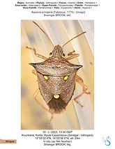 Pentatomidae, Aspavia armigera