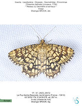 Geometridae, Ennominae, Chiasmia clathrata, Le Réseau