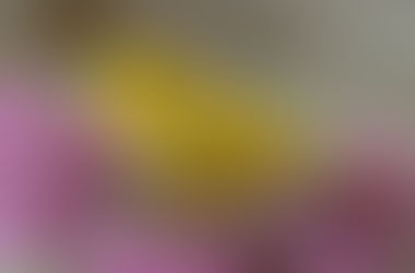 Jak oswoić kanarka?