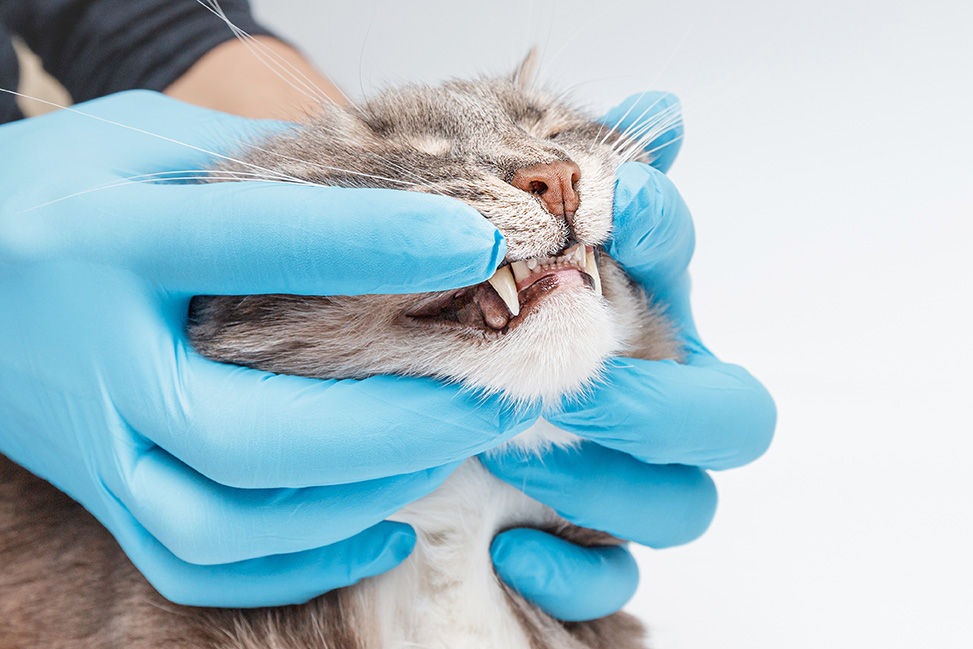 Pet Dental at Animal Medical Center