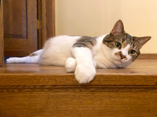How Often Should You Take Your Cat to a Vet?