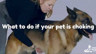 What To Do If Your Pet Is Choking: A Guide for Pet Owners