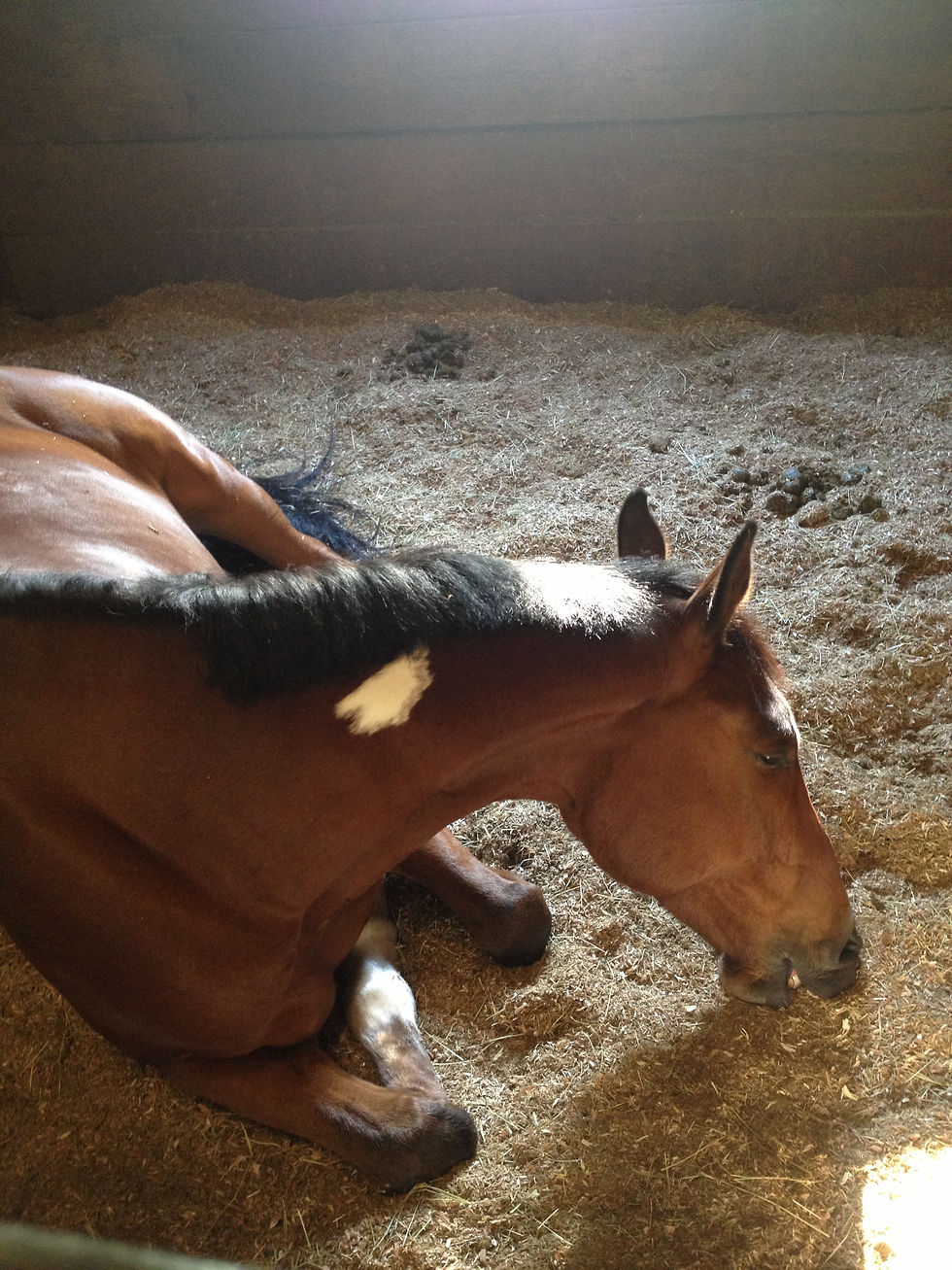 Fender's nap time