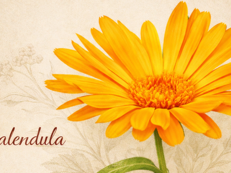 Botanical illustration of a bright orange calendula flower with green stem and leaves on a soft neutral background, created for Juneberry Apothecary herbal blog content.