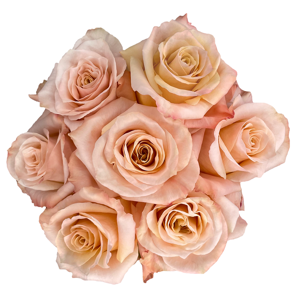 Миниатюра: Shimmer