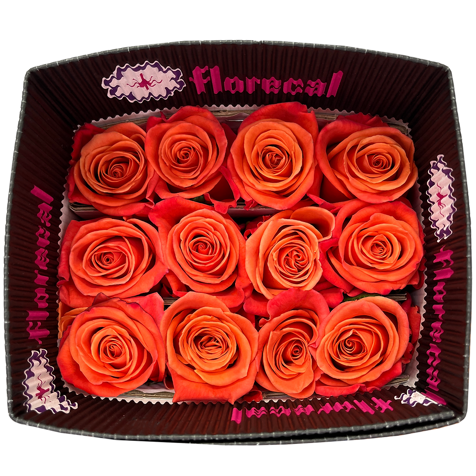 Miniatura: Orange Crush