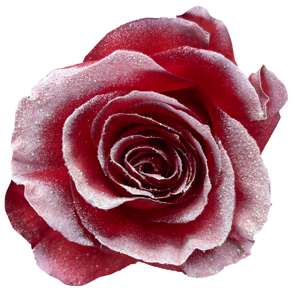 Miniatura: Winter Glow