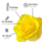 Thumbnail: Rise & Shine