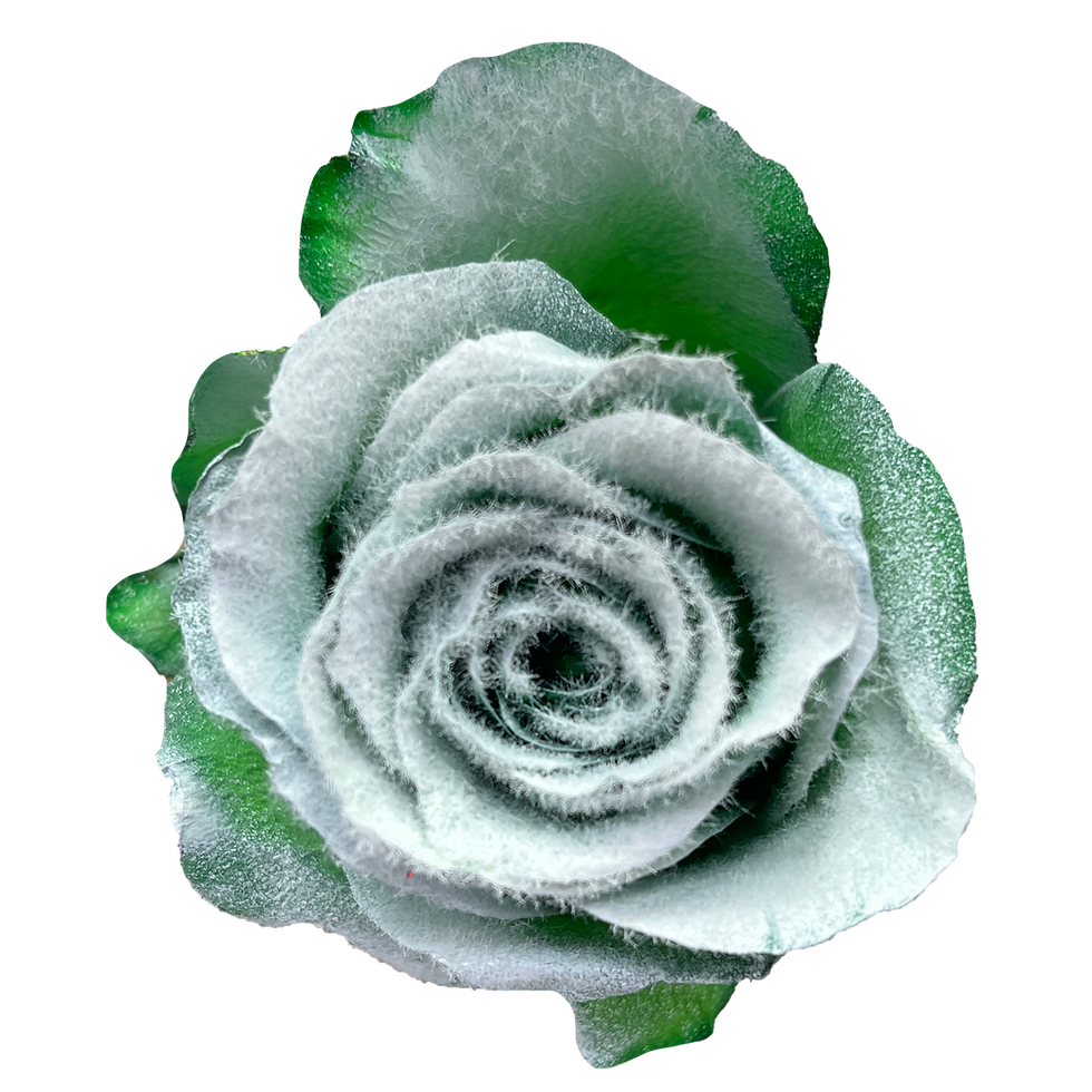 Miniature : Snow Gala