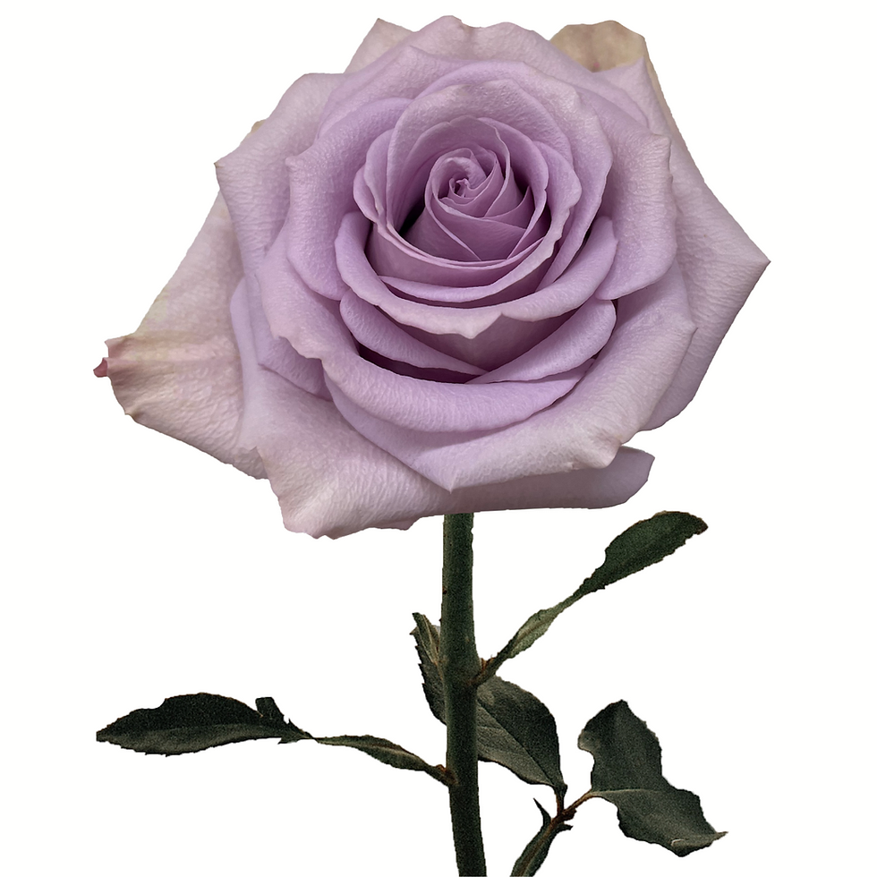 Миниатюра: Star Platinum