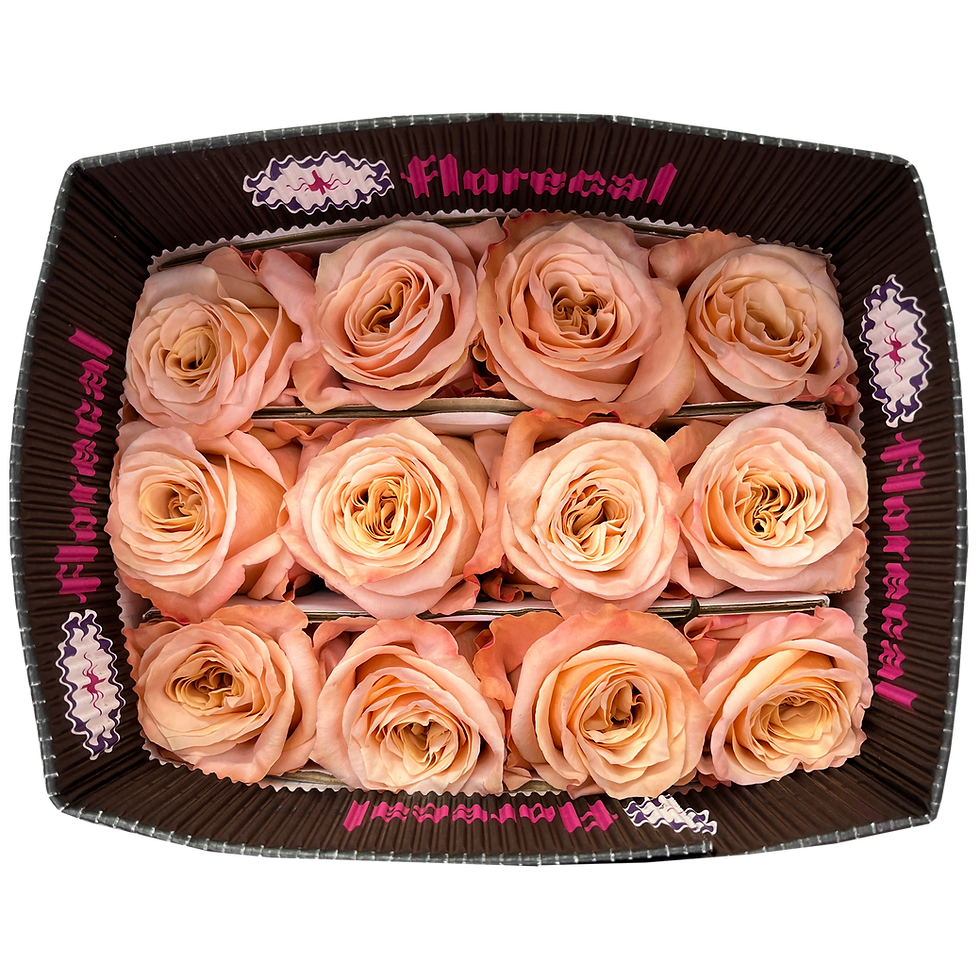 Миниатюра: Shimmer